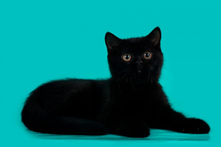 Британские короткошерстные котята черные
