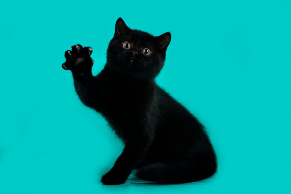 Кот британец черный прямоухий