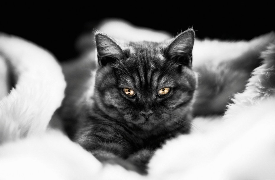 Чёрный кот