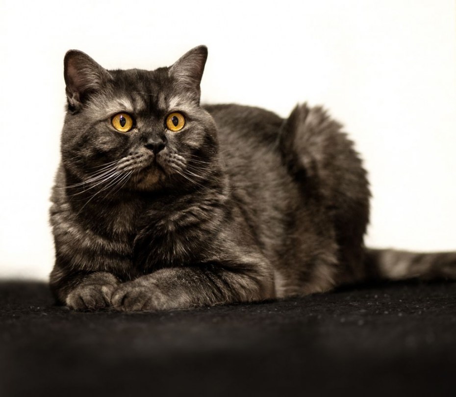Британский короткошерстный кот черный