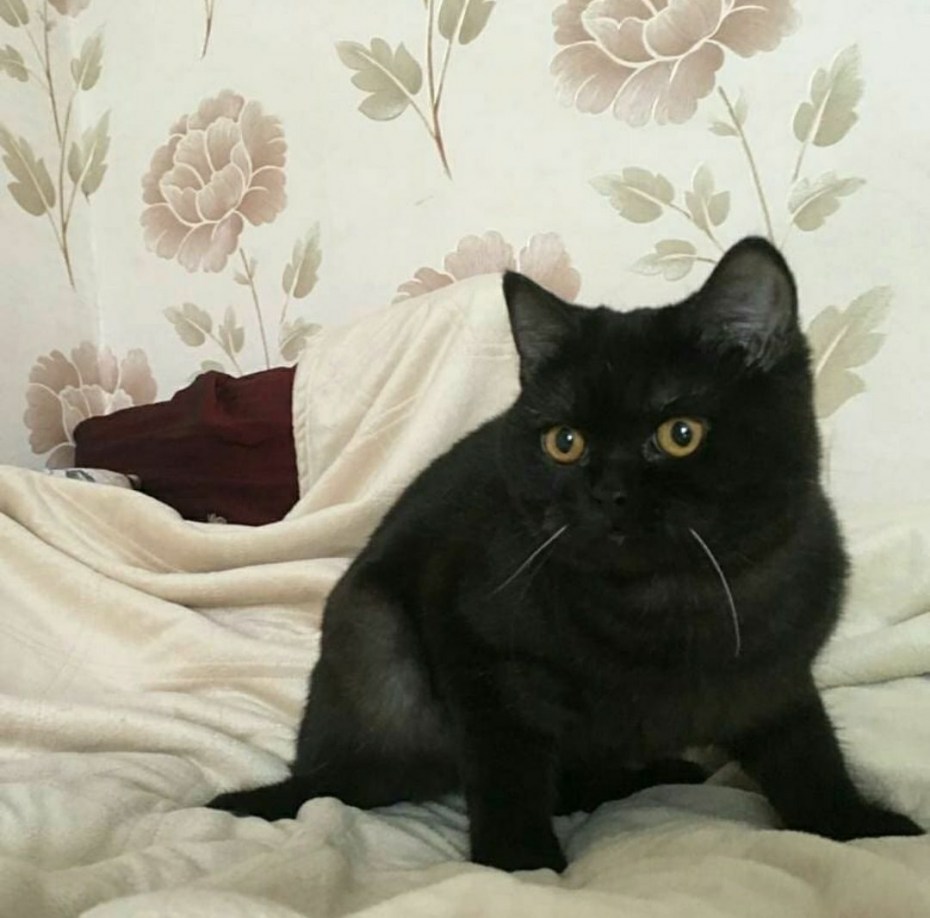 British Shorthair Kitten черный
