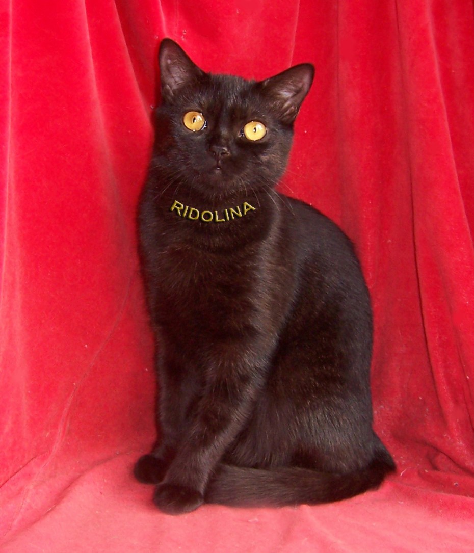 British Shorthair Chernyy кошка
