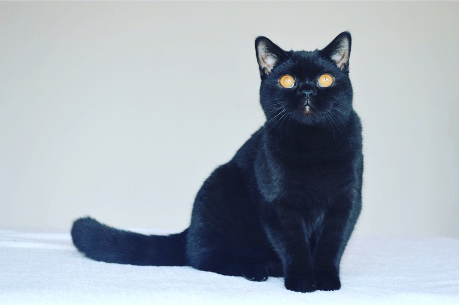 Чёрный кот фёдор британский