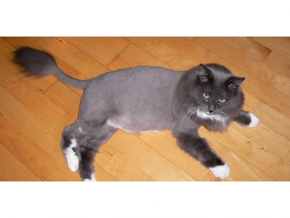 Стрижка кошек