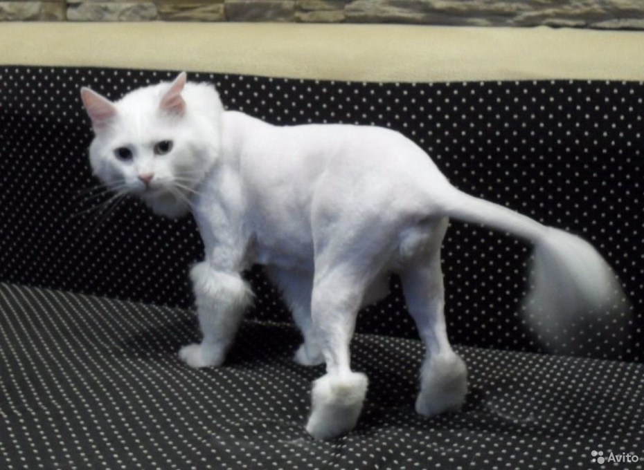 Стрижка кошек