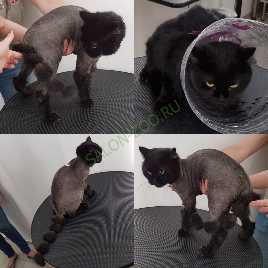 Стрижка котов