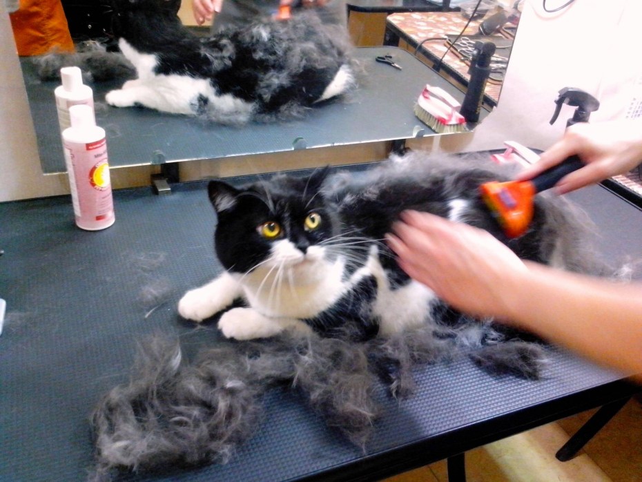 Стрижка котов
