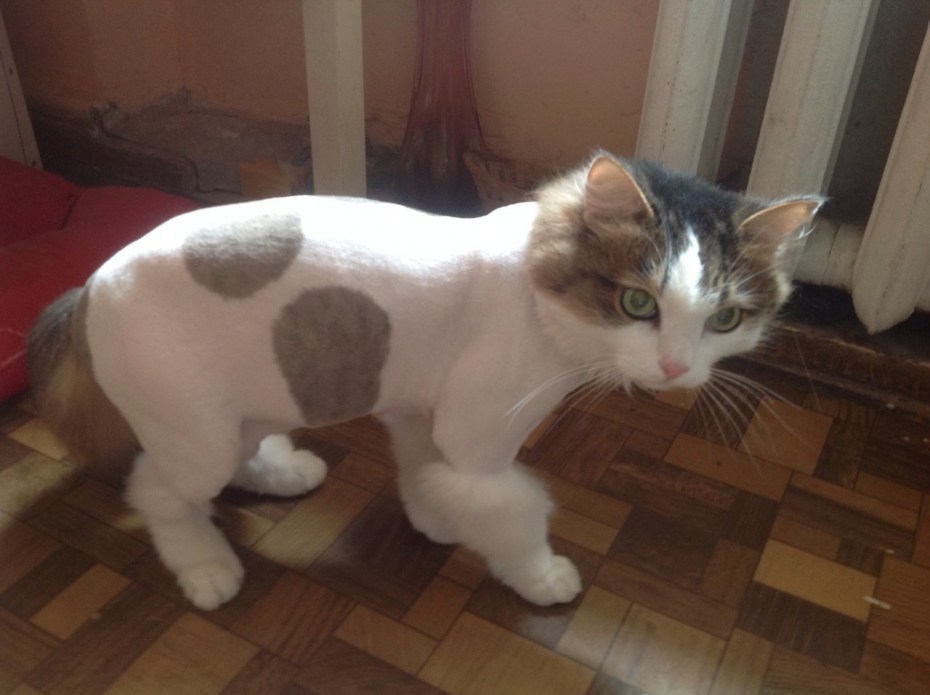 Стрижка для гладкошерстного кота