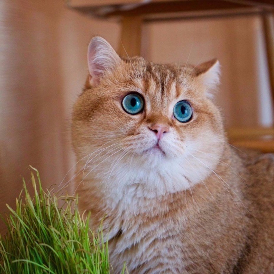 Скоттиш страйт Хосико