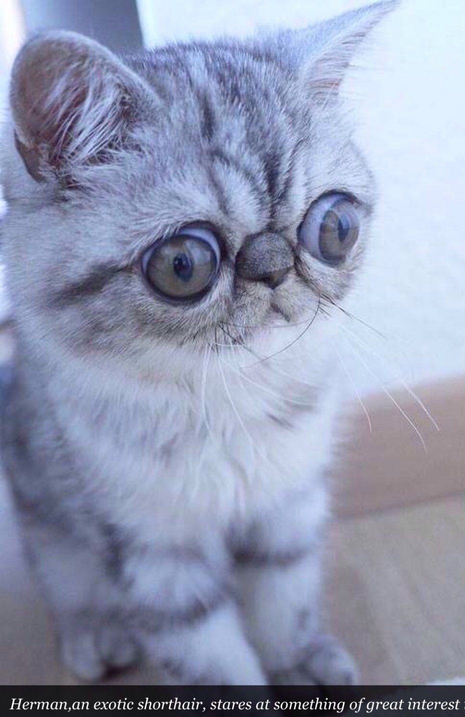 Котик с круглыми глазами