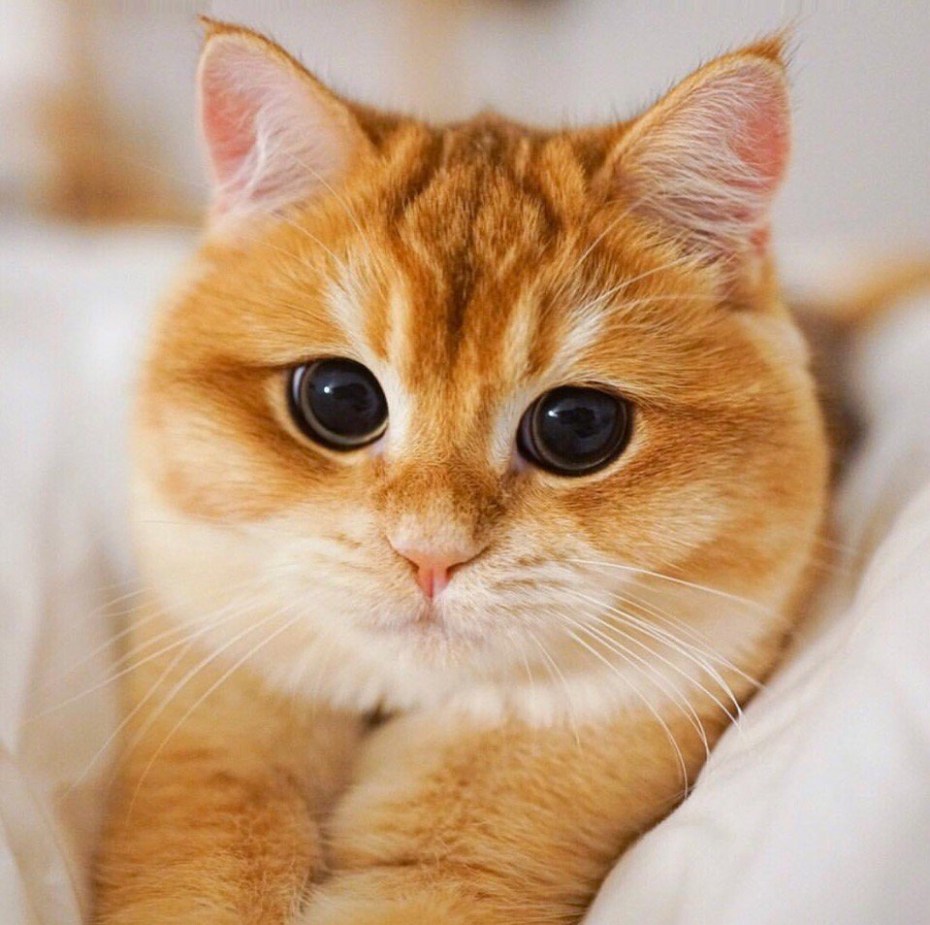 Рыжие коты породистые