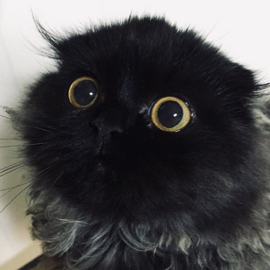 Кот Гимо порода
