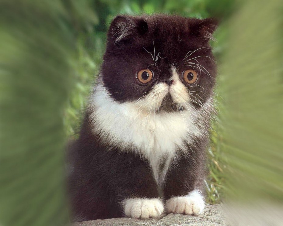Коты с круглыми глазами