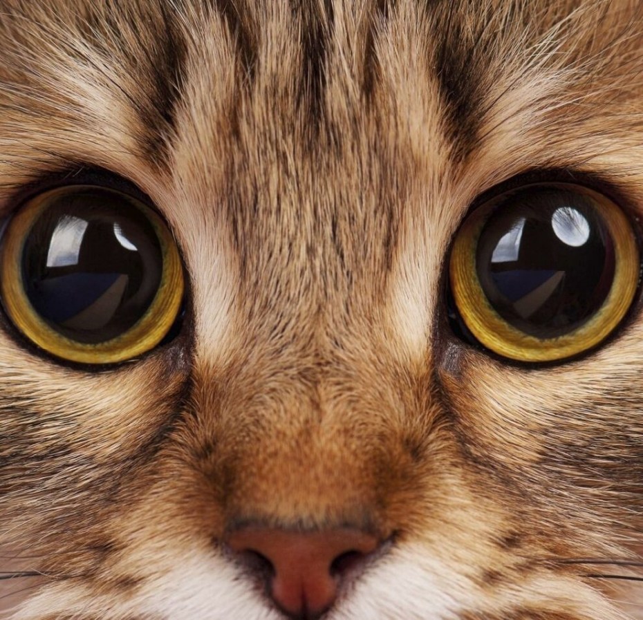 Кошачий глаз