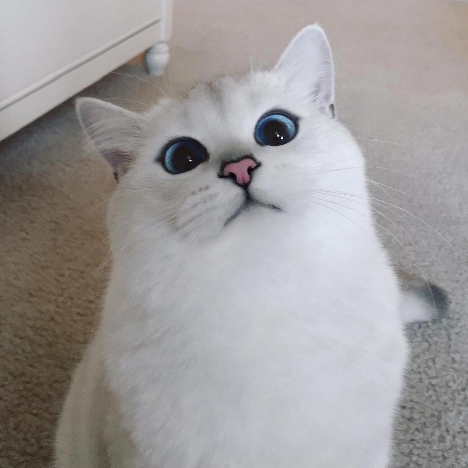 Голубоглазый кот Коби