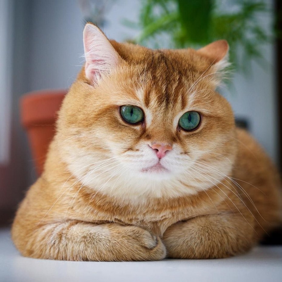Толстый рыжий кот
