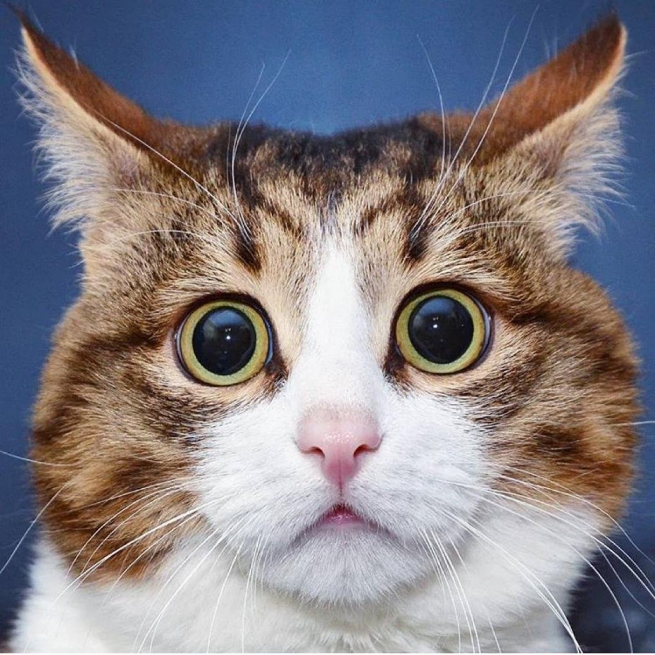 Удивленный котик