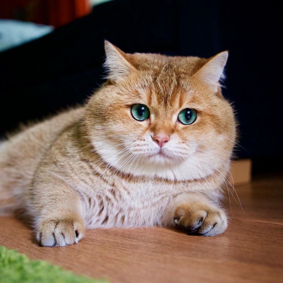 Скоттиш страйт Хосико