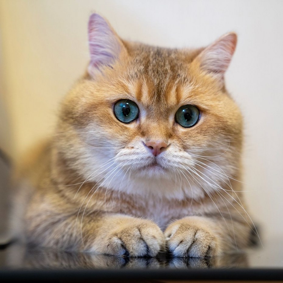 Кошка с круглыми щеками