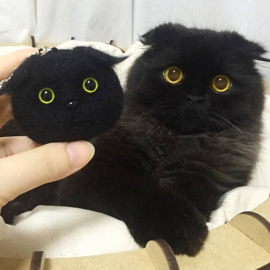 Черная кошка с большими глазами