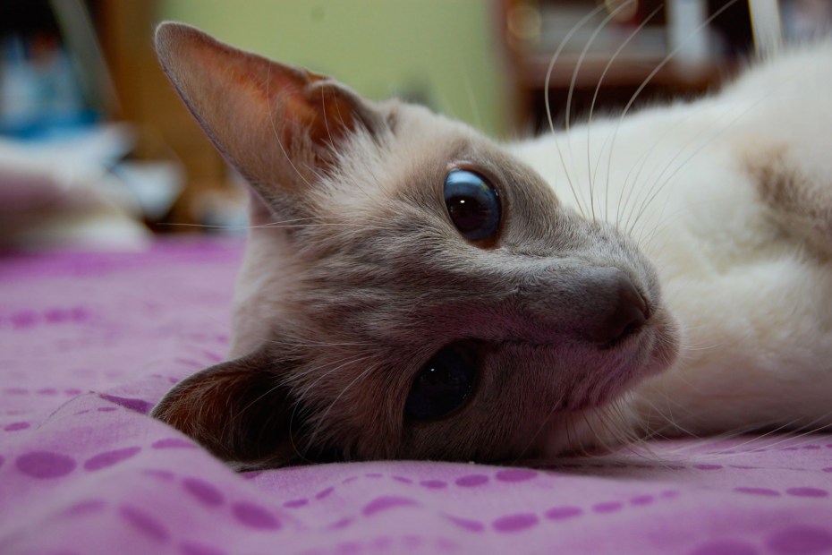 Котята породы Яванез