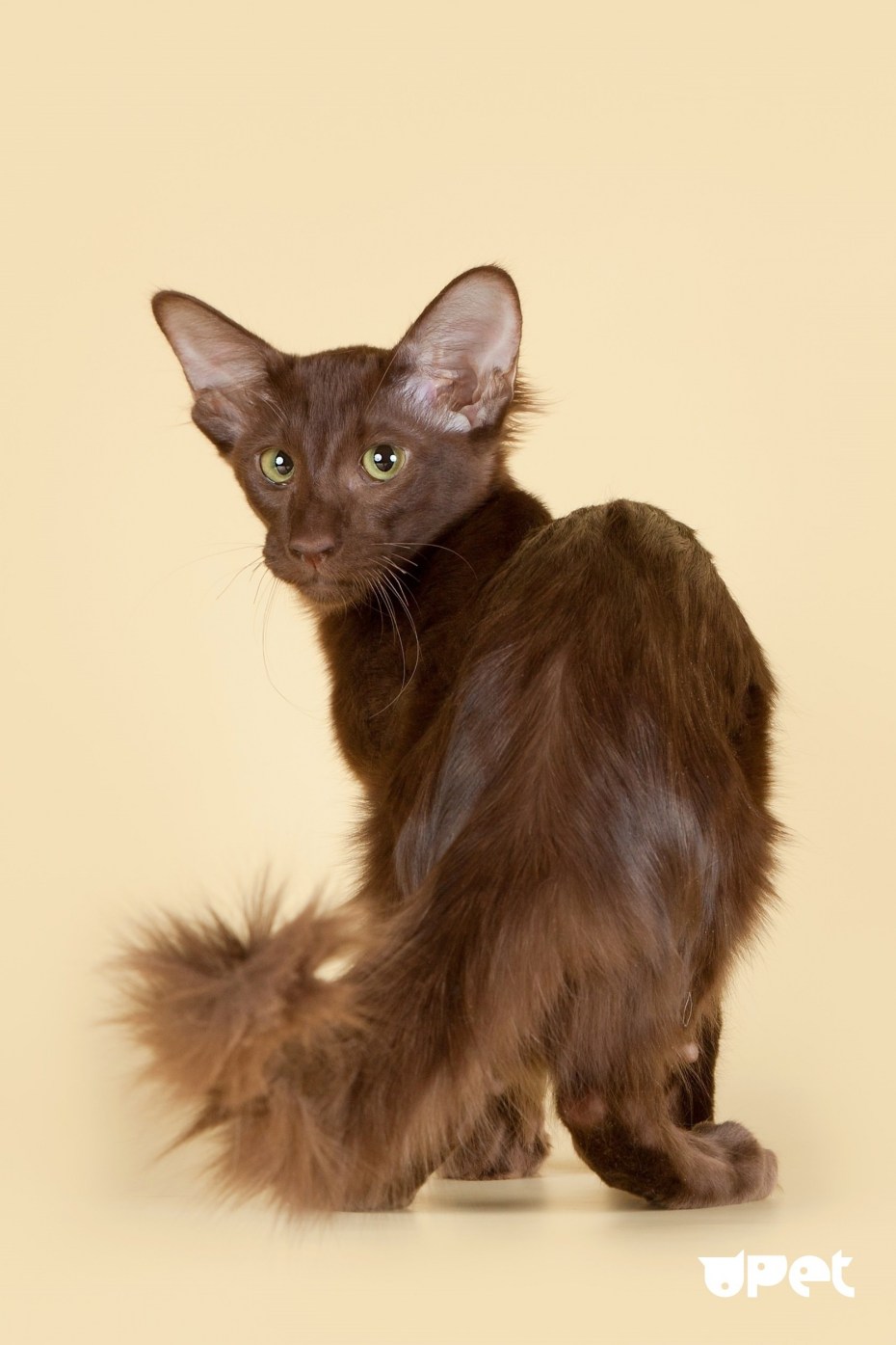 Яванская кошка