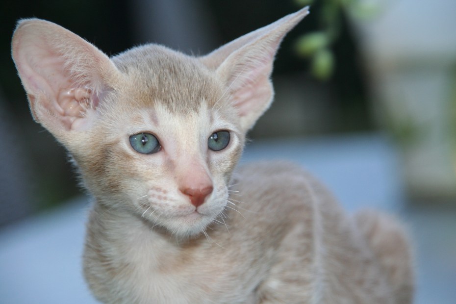 Яванская кошка котенок