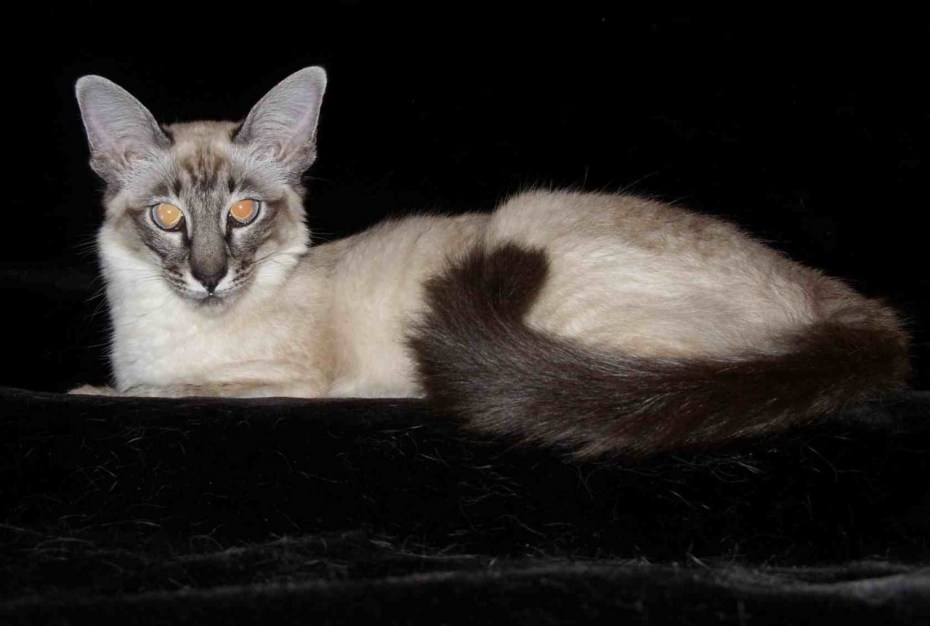 Балинезийская кошка черная