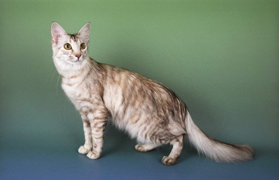 Балинезийская кошка
