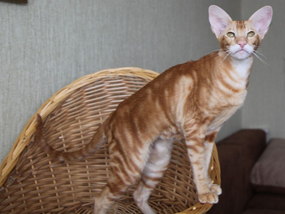 Яванез кошка фото