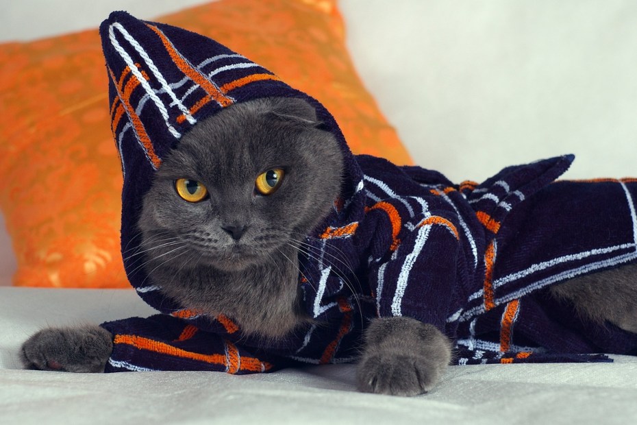 Коты в одежде