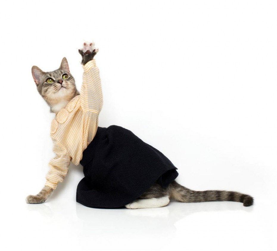 Коты в одежде
