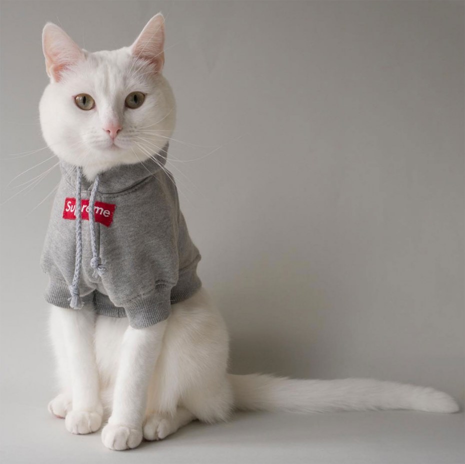 Кошка Заппа модель