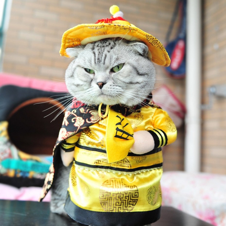 Костюмчики для котов