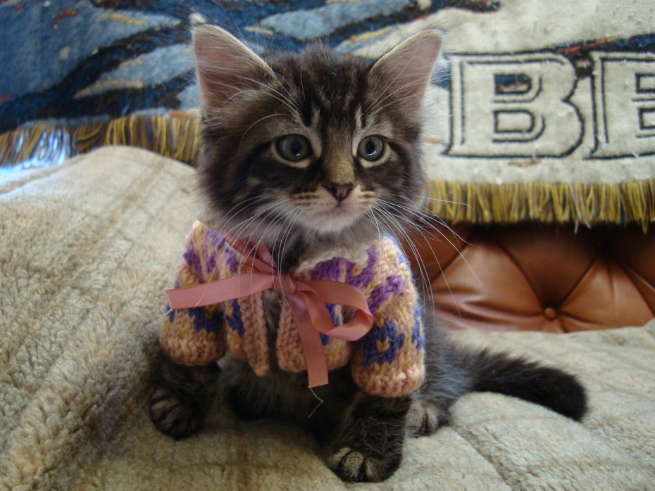 Котенок в свитере