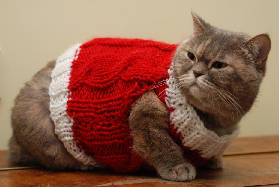 Котенок в свитере