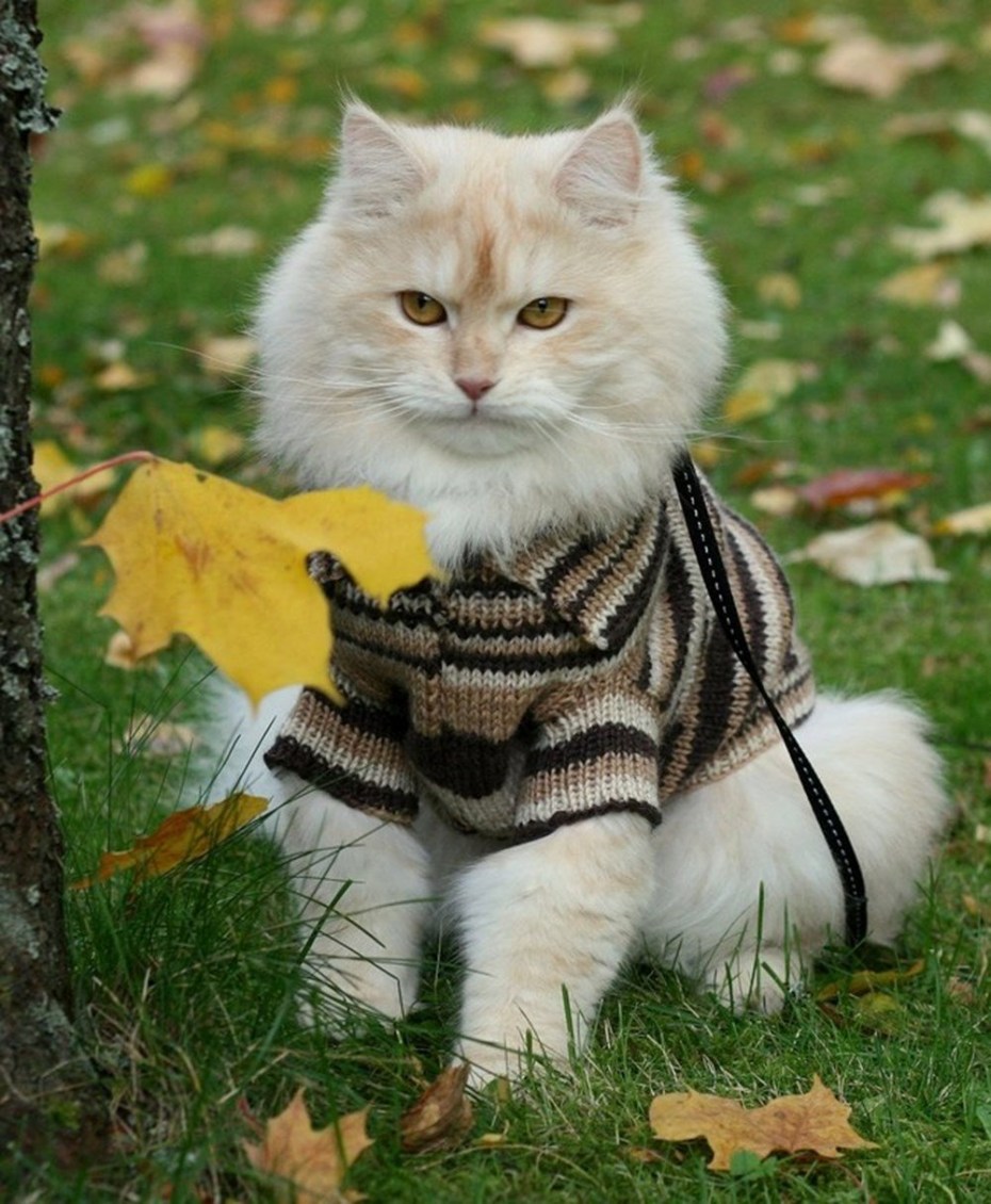 Котята в одежде