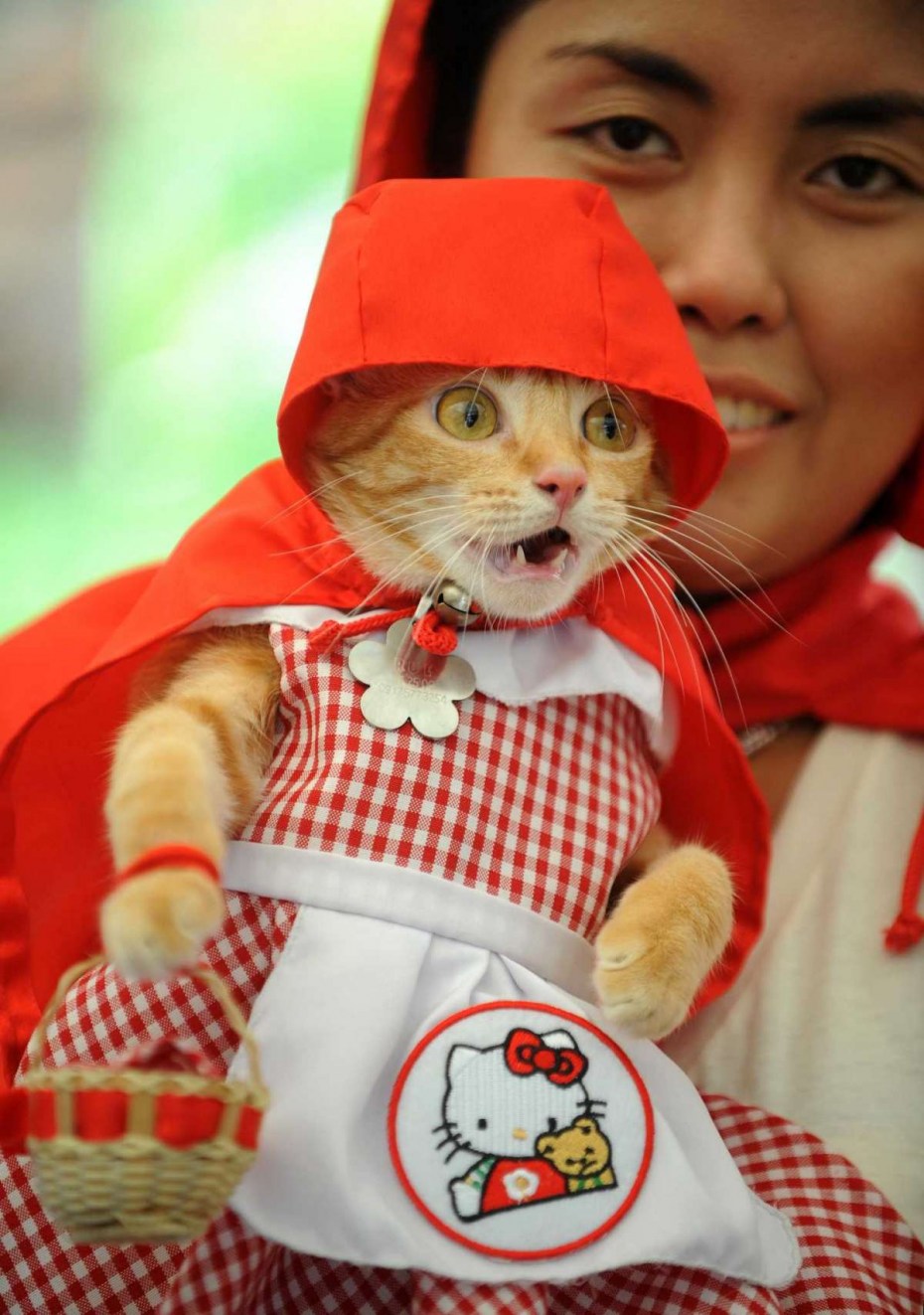 Смешные костюмы для кошек