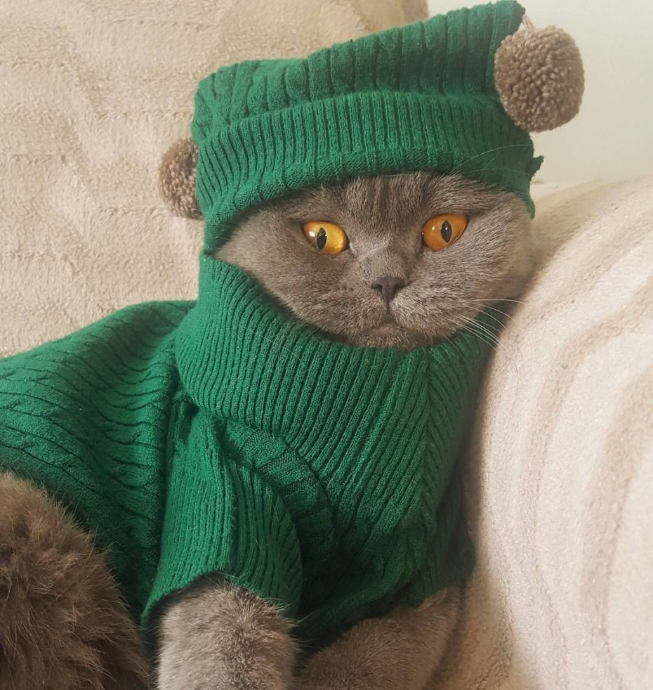 Котенок в свитере