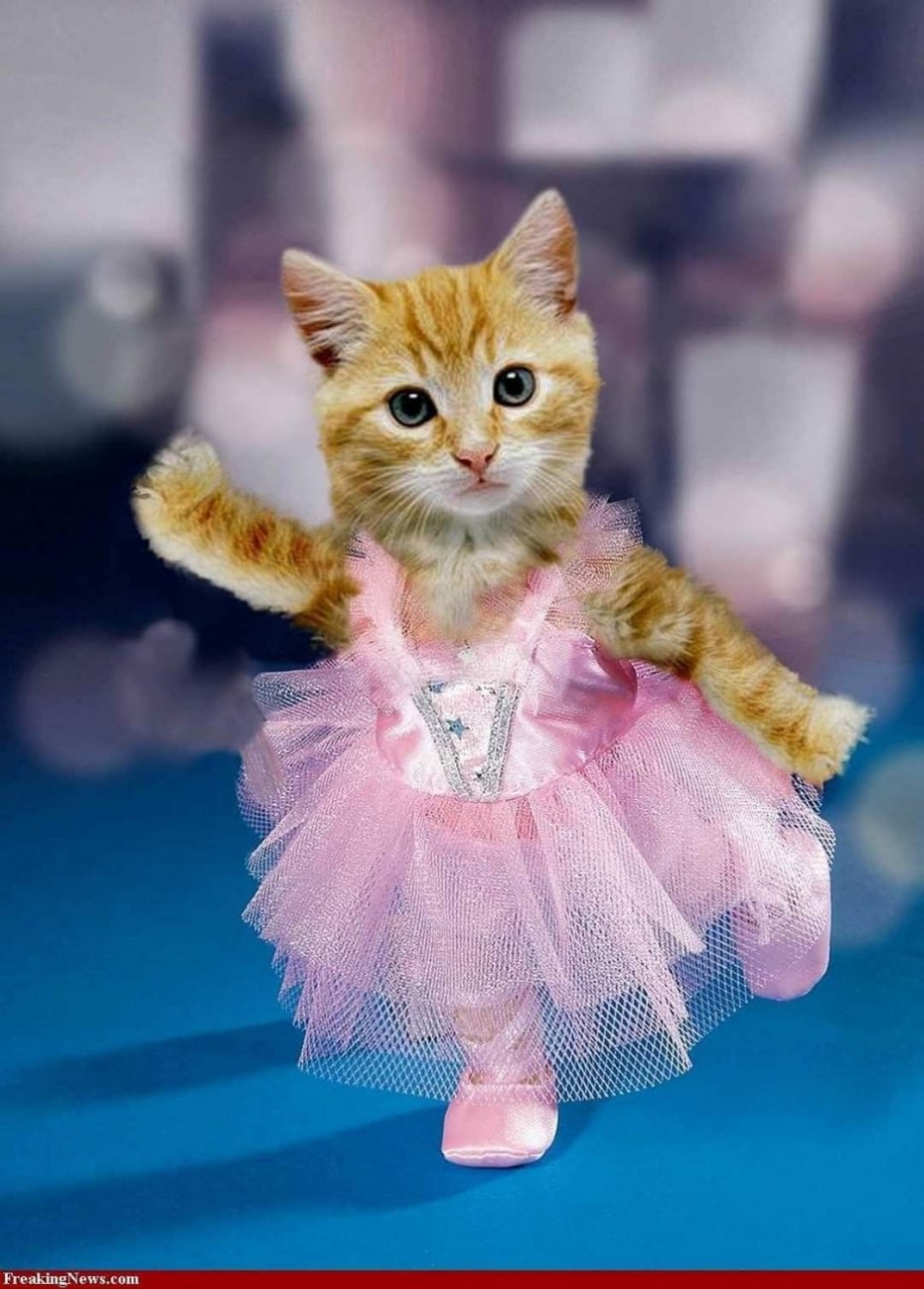 Нарядная кошка