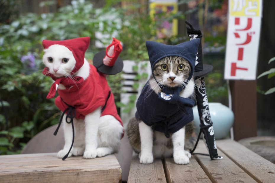 2 Кота в одежде