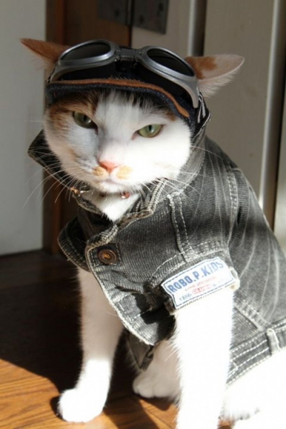 Коты в одежде