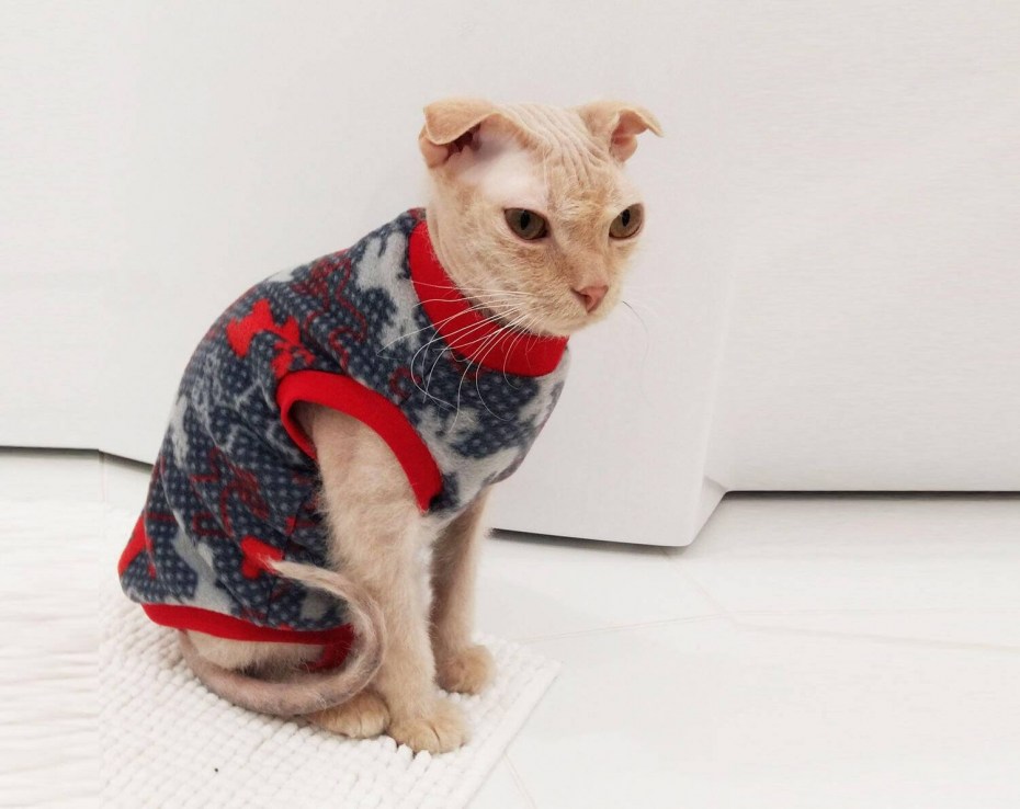Свитер для кошки