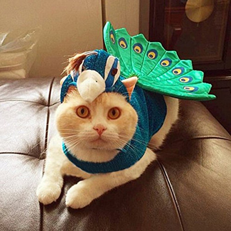 Забавные костюмы для кошек
