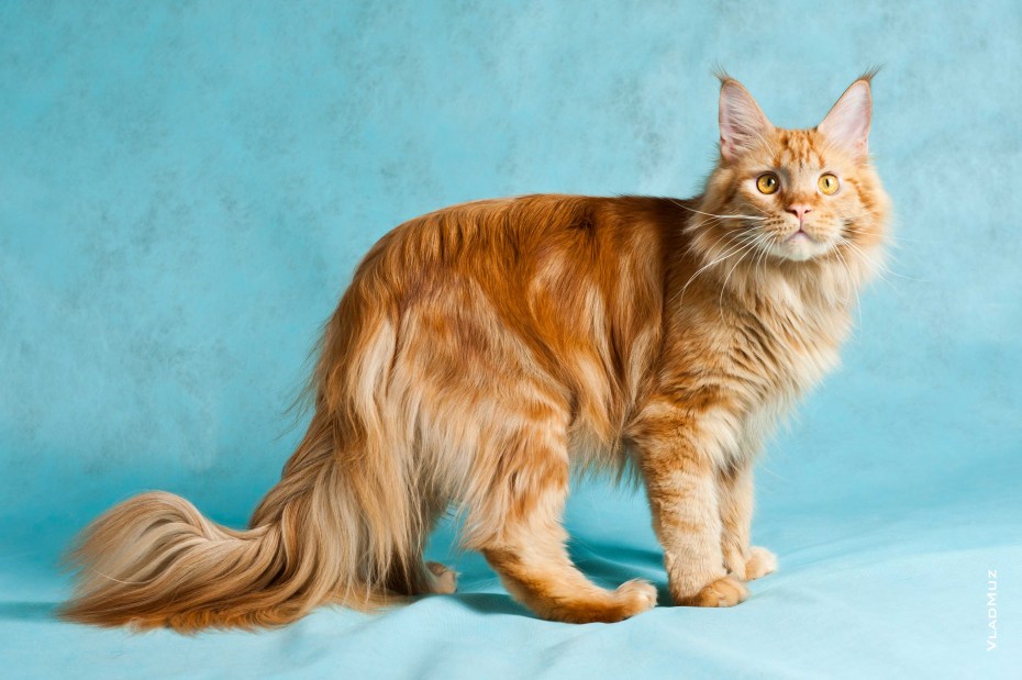 Мейнкун кот