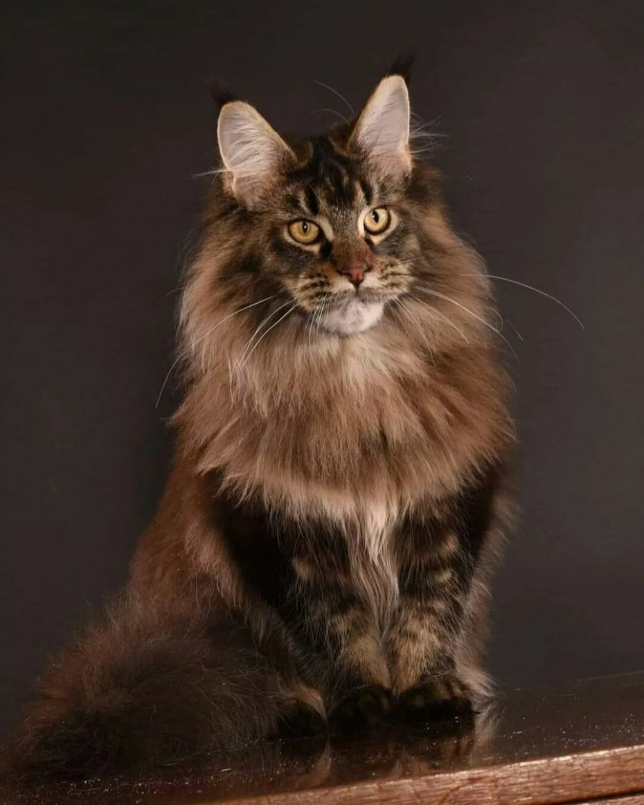 Кот Мейн кун