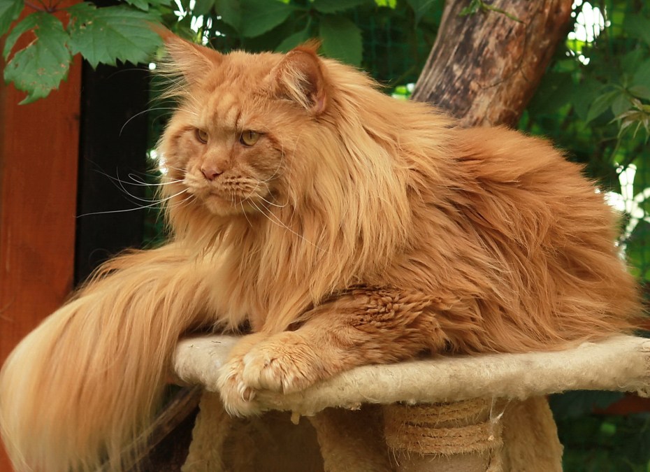 Кошка Мейн кун