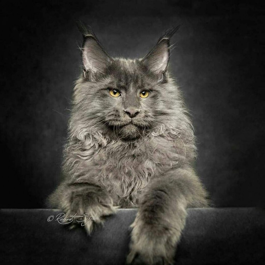 Кот Мейн кун серый