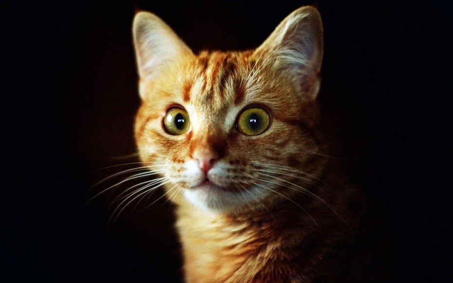 Рыжий бенгальский кот