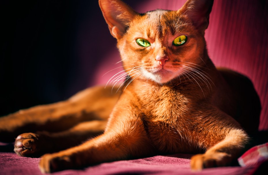 Огненно рыжий кот